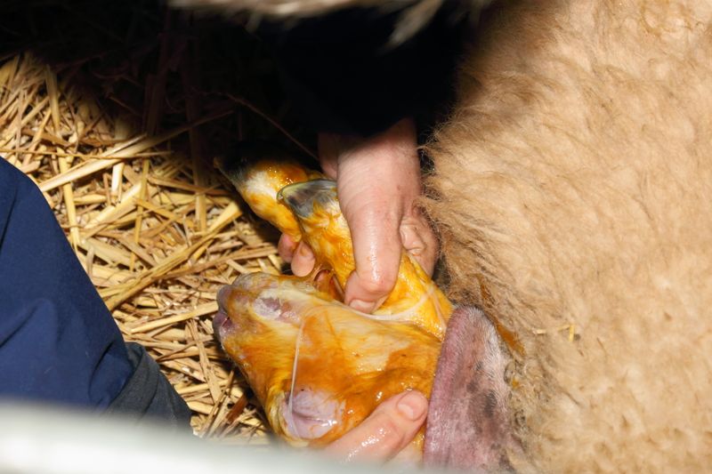 Lamb at moment of assisted birth